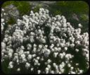 Image of White Cotton grass